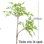 Cành thiên trúc giả