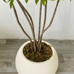 Rêu khô trang trí cây và tiểu cảnh