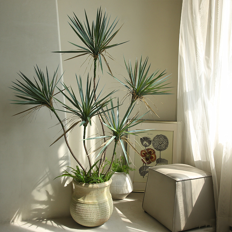 cây huyết giác cao cấp