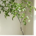 Cây si giả trang trí
