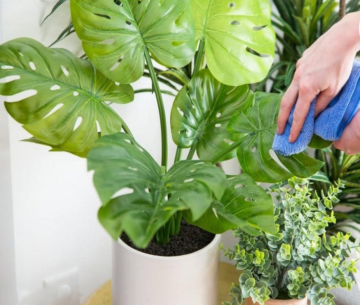 Lau nhẹ lá cây giả bằng khăn ẩm giúp giữ độ bóng và màu xanh tự nhiên